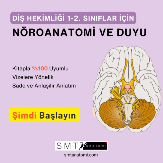 Diş Hek. 1-2'ler için Nöroanatomi ve Duyu resmi
