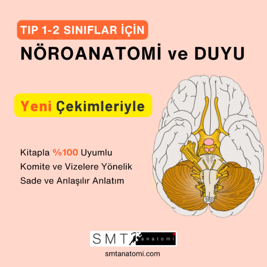 Tıp 1-2'ler için Nöroanatomi ve Duyu resmi