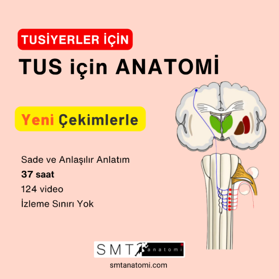 TUS için ANATOMİ resmi